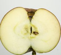 Belle De Boskoop æble